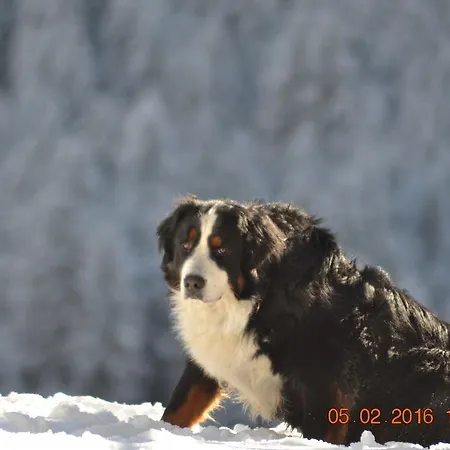 Penzion Pichlerhof Stall