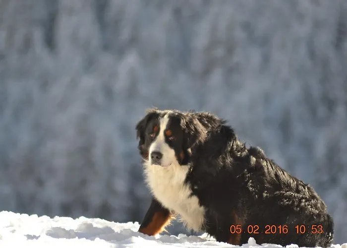 Gasthof Pichlerhof Stall